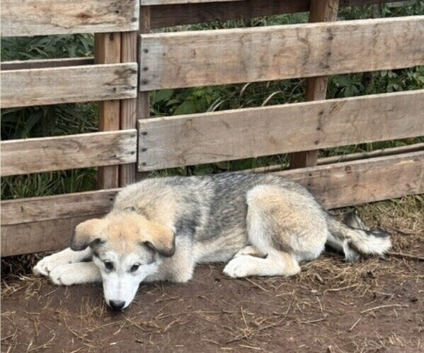 Medium Photo #9 Alaskan Malamute-German Shepherd Dog Mix Puppy For Sale in ANCHORAGE, AK, USA