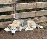 Litter of 10 - Male(s) and Female(s) Alaskan Malamute-German Shepherd Dog MixLitter of Puppies for Sale - Photo #9