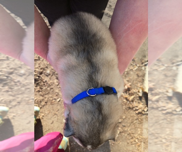 Medium Photo #3 Alaskan Malamute Puppy For Sale in CRIVITZ, WI, USA