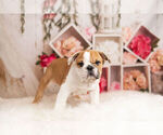 Small Photo #12 Bulldog Puppy For Sale in WARSAW, IN, USA