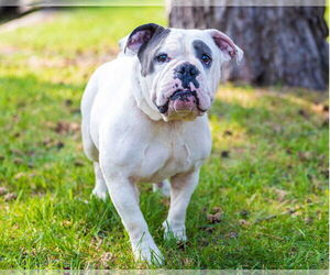 Bulldog-Unknown Mix Dogs for adoption in Brooklyn Center, MN, USA
