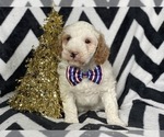 Small Photo #4 Goldendoodle-Poodle (Miniature) Mix Puppy For Sale in CEDAR LANE, PA, USA