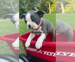 Puppy Puppy 3 BUDDY Boston Terrier