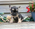 Small Photo #15 French Bulldog Puppy For Sale in BALTIC, OH, USA