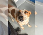 *WYBIE - Male Texas Heeler-Unknown Mix Dog for Adoption - Small photo