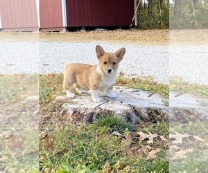 Pembroke Welsh Corgi Puppy for sale in ROLLA, MO, USA