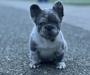 French Bulldog Puppy for Sale in UNIVERSITY PLACE, Washington USA