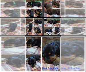 Doberman Pinscher Puppy for sale in SAXE, VA, USA