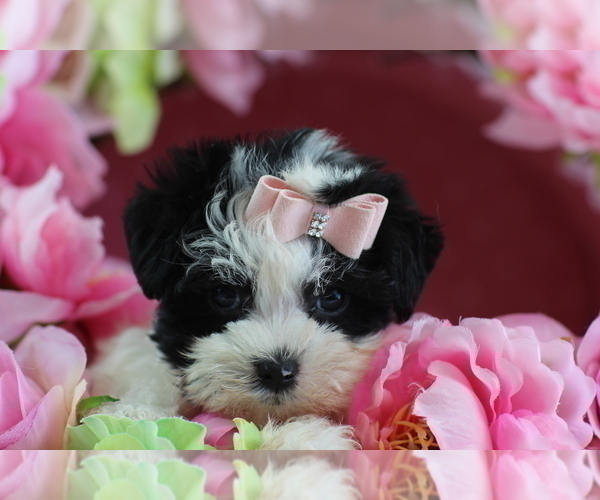 Medium Photo #12 Morkie Puppy For Sale in MIAMI, FL, USA
