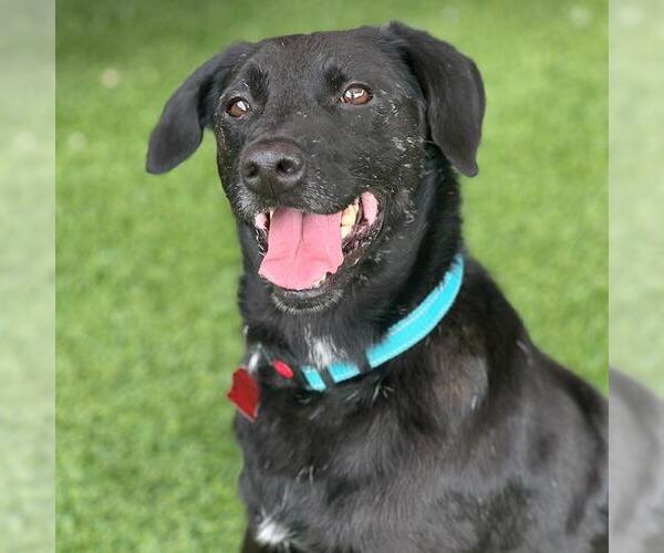 Medium Photo #5 Labrador Retriever-Unknown Mix Puppy For Sale in San Diego, CA, USA