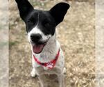 Small Border Collie Mix