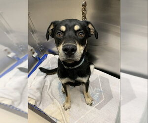 Shepweiller Dogs for adoption in Fairbanks, AK, USA