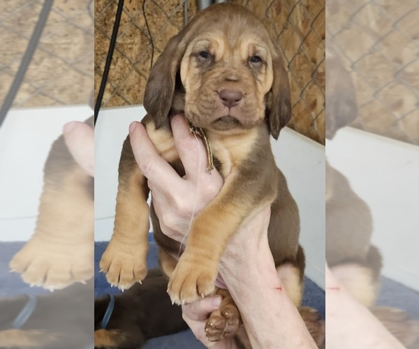 Medium Photo #1 Bloodhound Puppy For Sale in SULLIVAN, MO, USA