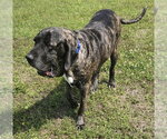 Small #5 Brazilian Mastiff