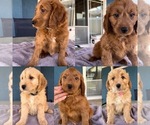 Small Photo #2 Goldendoodle (Miniature) Puppy For Sale in FONTANA, CA, USA