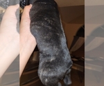 Small Photo #2 French Bulldog Puppy For Sale in ANGLETON, TX, USA