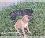 Small Photo #3 Cane Corso Puppy For Sale in TOMBALL, TX, USA