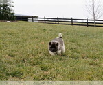 Small Photo #3 Akita Puppy For Sale in MOUNT SOLON, VA, USA