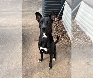 Mavi Lizman - Female Mutt Dog for Adoption - Photo #16