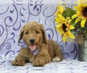 Goldendoodle Puppy for sale in LANCASTER, PA, USA