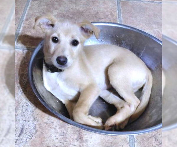 Medium Photo #2 Chihuahua Puppy For Sale in Rutherfordton, NC, USA