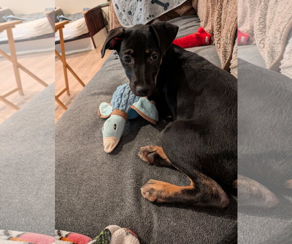 Medium Photo #2 Labrador Retriever-Unknown Mix Puppy For Sale in Aurora, CO, USA