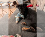 Small Photo #2 Labrador Retriever-Unknown Mix Puppy For Sale in Aurora, CO, USA