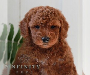 Goldendoodle (Miniature) Puppy for sale in LANCASTER, PA, USA