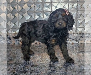 Cavapoo Dog for Adoption in ELKHART, Indiana USA