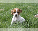 Small Photo #4 Jack-Rat Terrier Puppy For Sale in FREDONIA, KY, USA