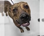 Small American Pit Bull Terrier Mix