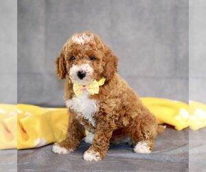 Goldendoodle (Miniature) Puppy for sale in BIRD IN HAND, PA, USA