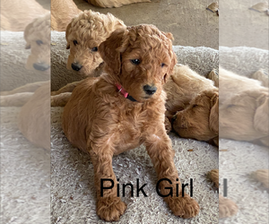Labradoodle-Poodle (Standard) Mix Puppy for sale in HALLETTSVILLE, TX, USA