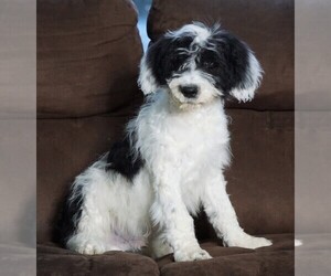 Poodle (Miniature)-Sheepadoodle Mix Puppy for sale in FREDERICKSBG, OH, USA