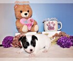 Puppy Oreo Chihuahua