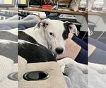 Small #3 American Pit Bull Terrier-Border Collie Mix
