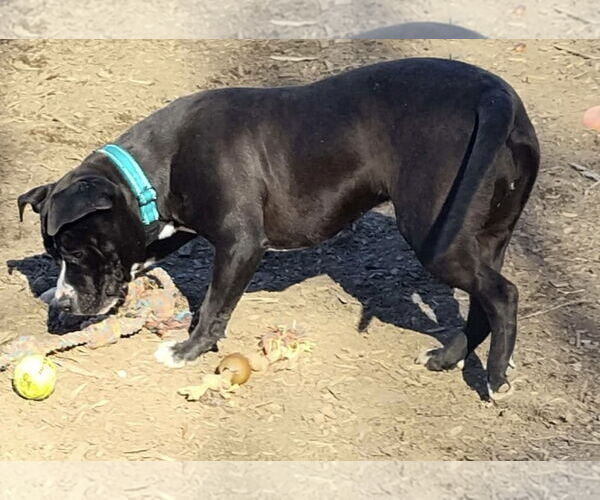 Medium Photo #6 Mutt Puppy For Sale in Rustburg, VA, USA