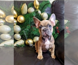 Medium French Bulldog