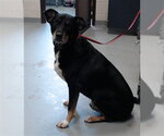 Small Black and Tan Coonhound-Labrador Retriever Mix