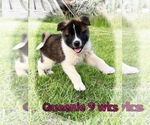 Small #5 Akita