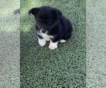 Small #4 Pembroke Welsh Corgi