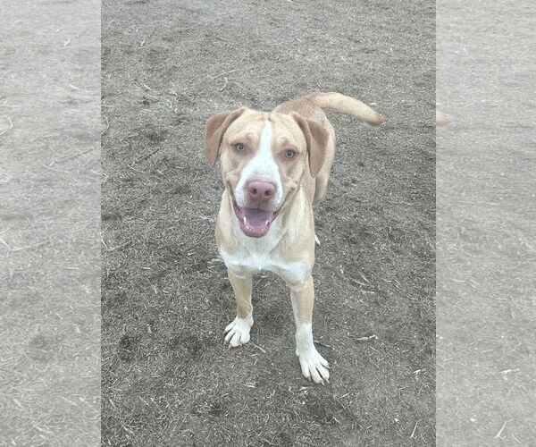 Medium Photo #1 Mutt Puppy For Sale in Eastman, GA, USA