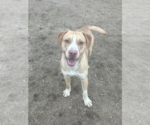 Mutt Dogs for adoption in Eastman, GA, USA