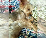 Small #4 Mutt