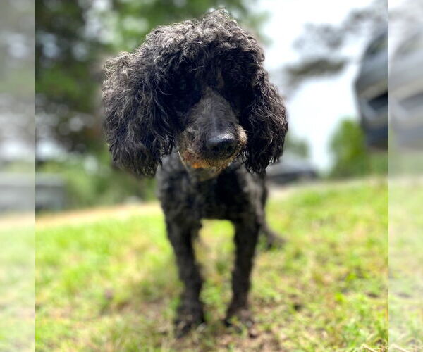 Medium Photo #6 Poodle (Miniature) Puppy For Sale in Pacolet, SC, USA