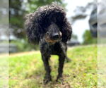 Small #5 Poodle (Miniature)