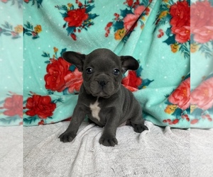French Bulldog Puppy for sale in STELLA, MO, USA