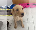 Small #4 Labrador Retriever Mix