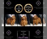 Puppy Magnolia AKC Poodle (Toy)