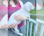 Small Photo #105 Great Dane Puppy For Sale in SPRAGGS, PA, USA